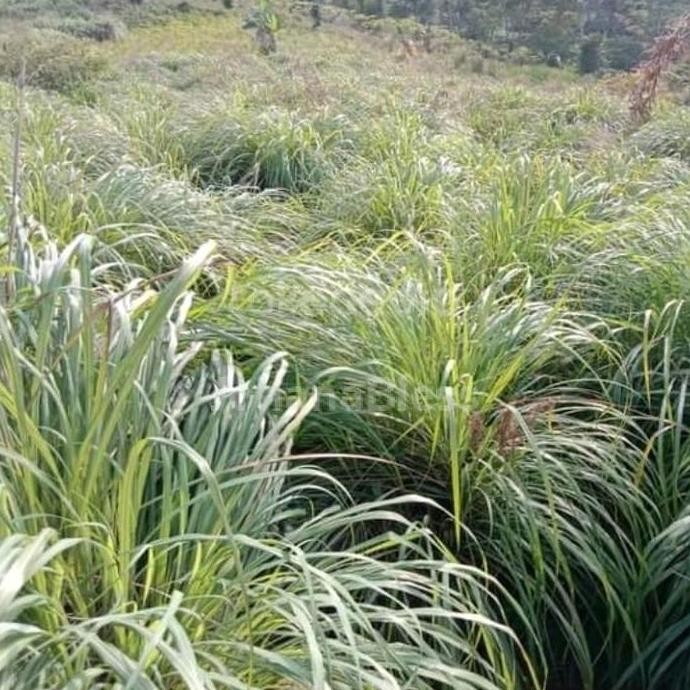 

Terlaris Bibit Sereh Wangi Untuk Minyak Atsiri 20 Biji