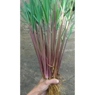 

Terlaris 1Kg Sereh Merah/Sereh Wangi Merah Bisa Juga Utuk Bibit Pasti Tumbuh Terlaris