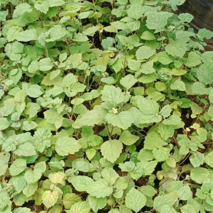 

Terlaris Paket 10 Bibit Nilam Dan 10 Bibit Sereh Wangi