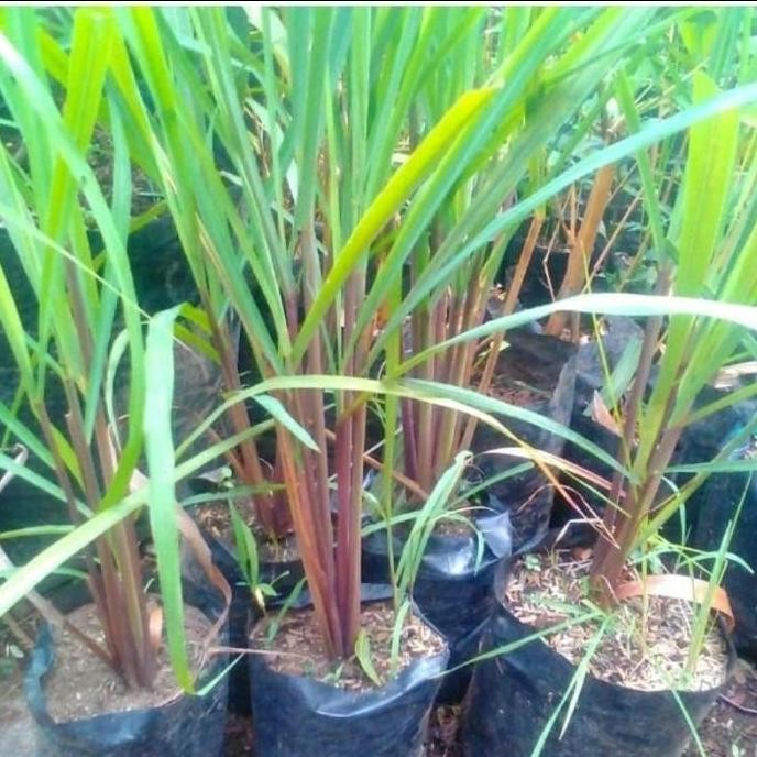

Terlaris Jual Bibit Tanaman Sereh Merah,Sereh Wangi,Bibit Sudah Subur,Perpot