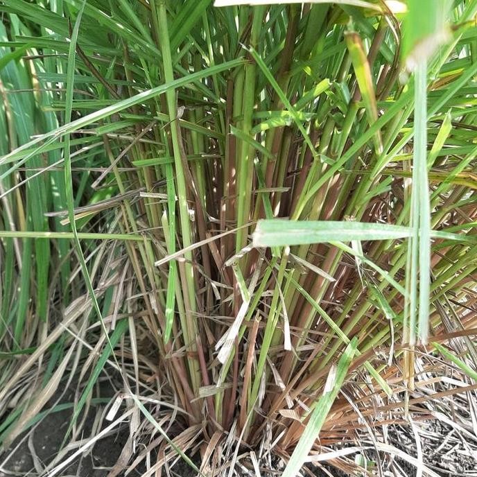 

Terlaris Bibit Sereh Merah / Sereh Wangi 3-4 Batang