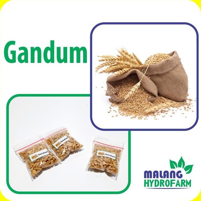 

Terlaris Benih Gandum Unggulan Berkualitas Biji Tanaman Kering Utuh Hydroponik