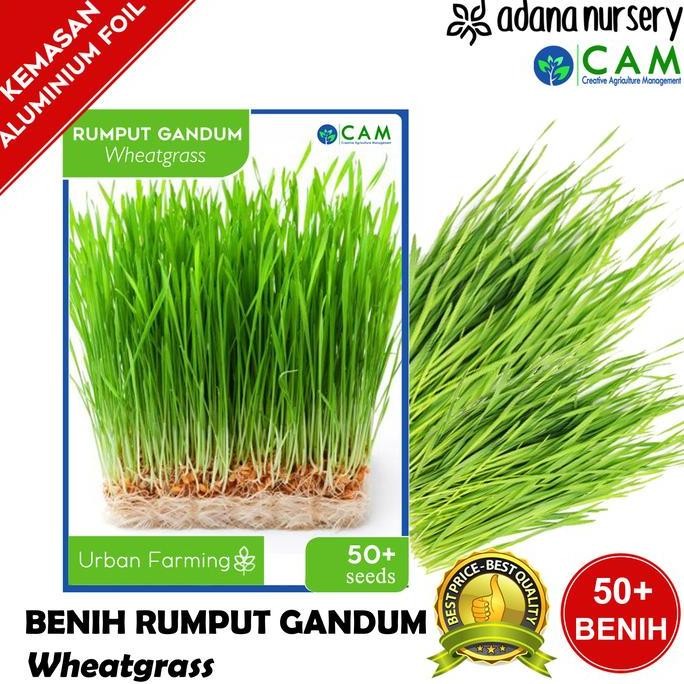 

Terlaris Benih / Biji Rumput Gandum - Rumput Kucing - Wheatgrass - 50++ Seeds