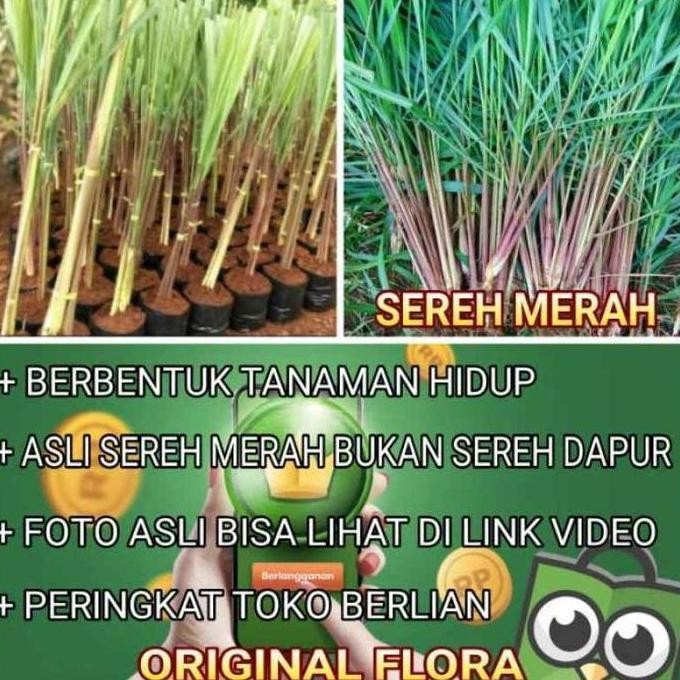 

Terlaris Promo Bibit Tanamanobat Serai Wangi Merah Sereh Merah Cymbopogon Nardus Limited