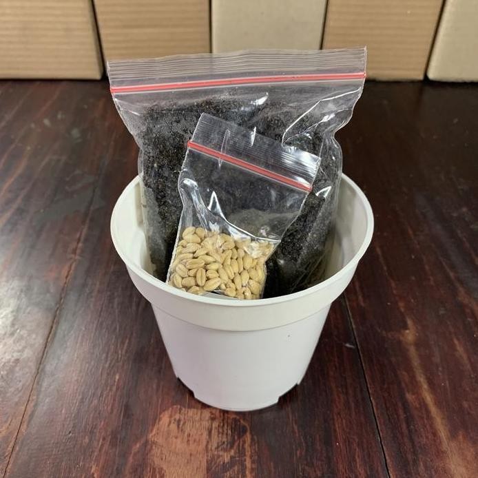 

Terlaris Rumput Kucing Paket Tanam Benih Gandum Wheatgrass Premium Obat Hairball Lengkap