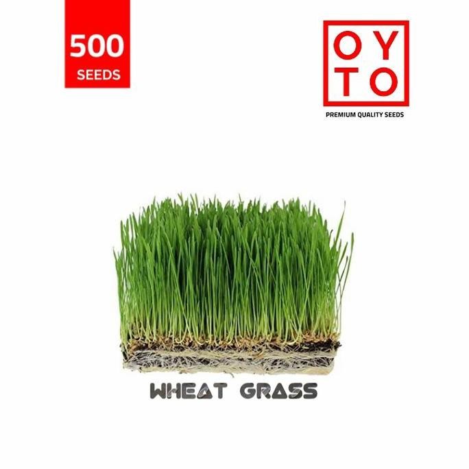 

Terlaris Benih Biji Rumput Gandum Bibit Wheat Grass Benih Tanaman