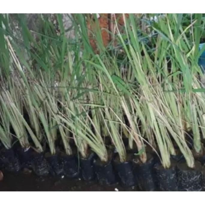 

Terlaris Paket 4 Bibit Sereh/Serai Murah Promo Eksqhi 3528Wg