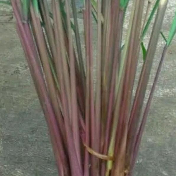 

Terlaris Ready Bibit Sereh Merah Serai Wangi Serai Merah Lanang Bazbuv 0746Do