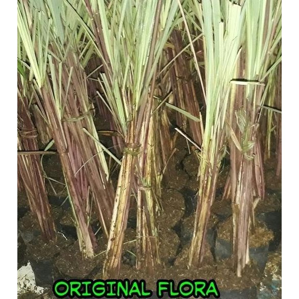 

Terlaris Bibit Sereh Merah Pohon Sereh Merah Tanaman Daun Sereh M Dfgvlx 1038Qk