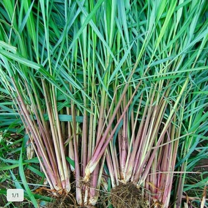 

Terlaris Bibit Tanaman Sereh Merah / Sereh Wangi / Herbal / Pengusir Nyamuk