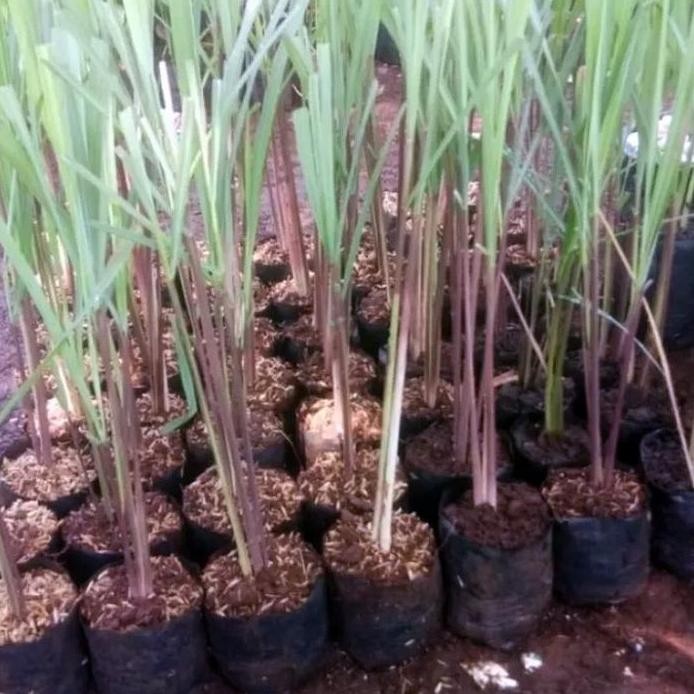 

Terlaris Bibit Tanaman Sereh Merah Wangi