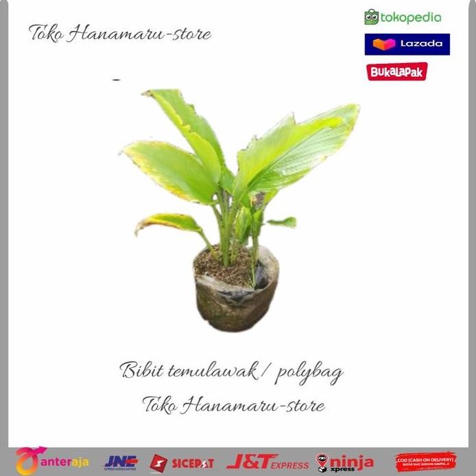 

Terlaris Promo Bibit Temulawak/Polybag L Bibit Temulawak