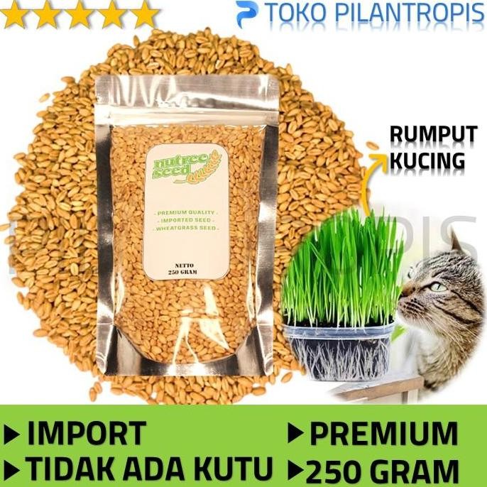 

Terlaris Benih Wheatgrass 250Gr Bibit Rumput Gandum Biji Cat Grass Microgreen Seed Biji Wheat Grass Murah