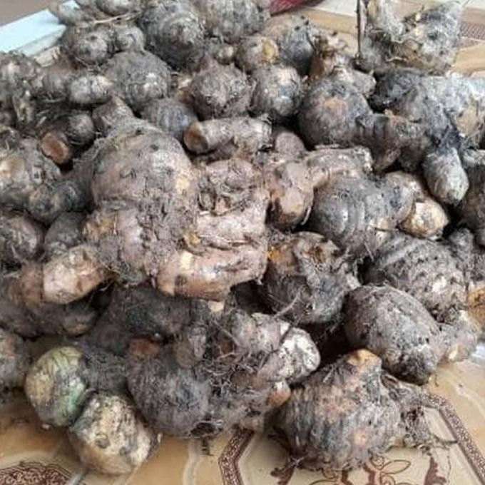 

Terlaris Promo Bibit Temulawak/Koneng Gede