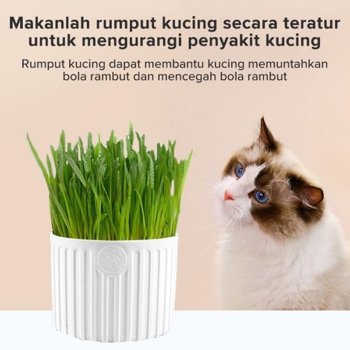 

Terlaris Paket Tumbuh Benih Gandum Premium Rumput Kucing Cat Grass Microgreen