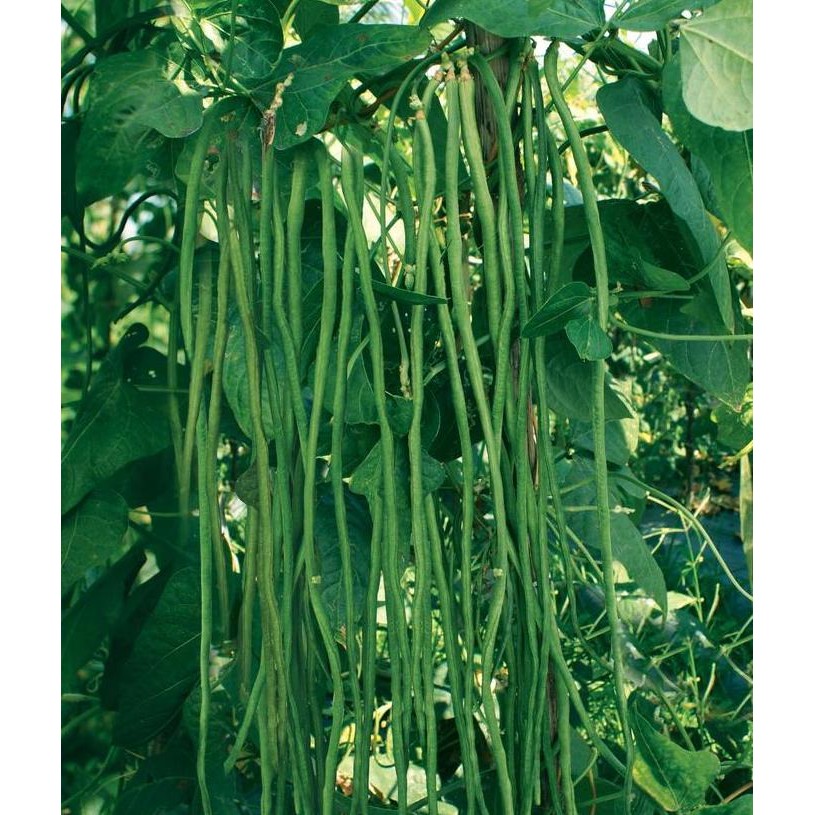 

Terlaris Benih Sayur Kacang Panjang Hijau