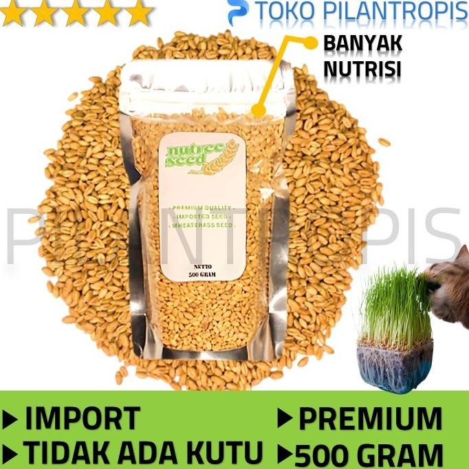 

Terlaris Ready Stock Benih Wheatgrass 500Gr Bibit Rumput Gandum Biji Cat Grass