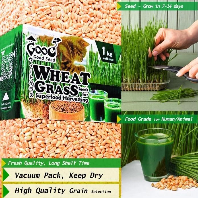 

Terlaris W2Z7 Goodseed - Biji Gandum (Benih Wheatgrass) Superfood Rumput Kucing 1 Kg