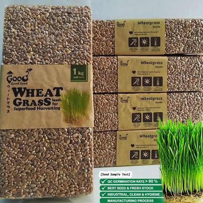 

Terlaris Serba Berkualitas Goodseed - Biji Gandum (Benih Wheatgrass) Superfood