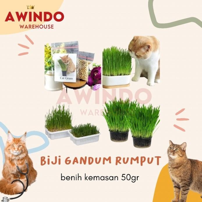 

Terlaris Produk Biji Gandum Rumput Kucing 50Gr - Benih Biji Gandum Rumput Cat