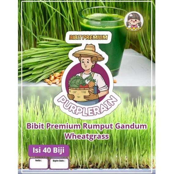 

Terlaris Bibit Premium Rumput Gandum Wheatgrass | Benih Rumput Gandum Wheatgrass