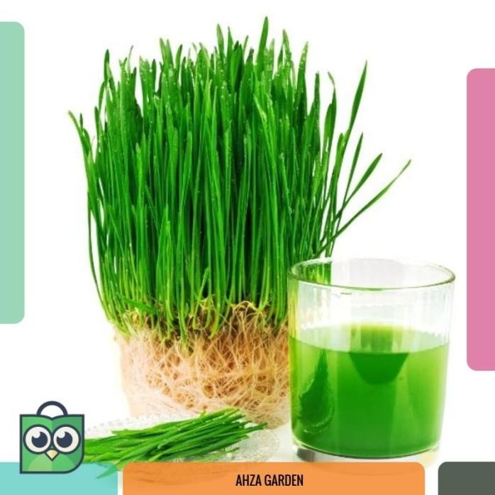 

Terlaris (Isi 22) Benih Wheat Grass Rumput Gandum - Biji Bibit Premium