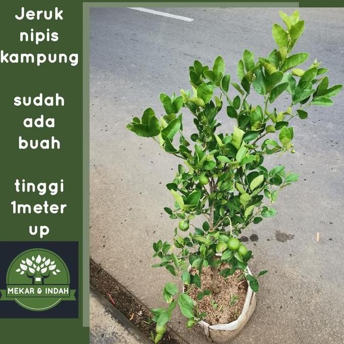 

bibit pohon jeruk nipis berbuah, tanaman jeruk nipis kampung