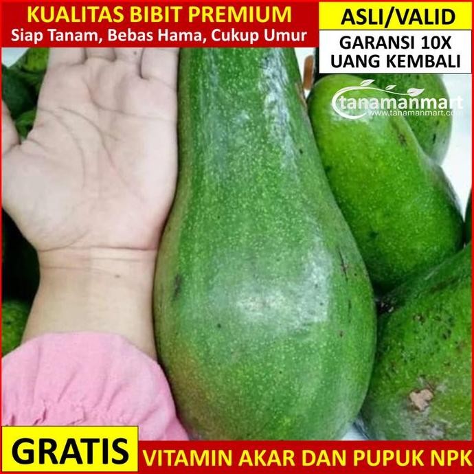

Bibit Alpukat Aligator Asli Bergaransi, Pohon Alpukat Aligator Valid