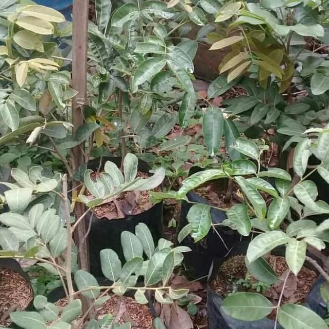 

pohon bibit lengkeng/New kristal