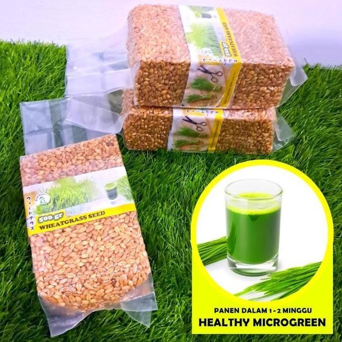 

Terlaris Terlaris!! Bibit Wheatgrass, Biji Benih Microgreen Rumput Gandum