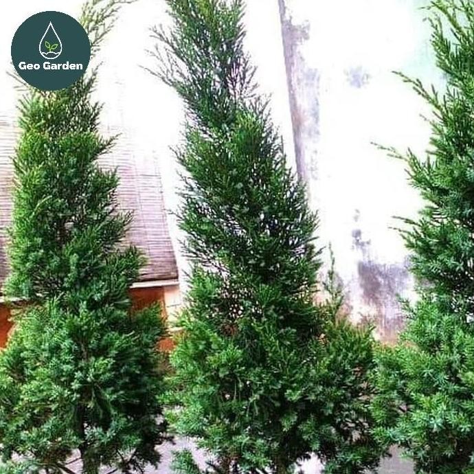 

bibit pohon Cemara lilin tinggi 1 meter- pohon natal -