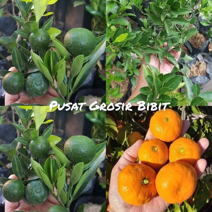 

bibit jeruk santang madu berbuah