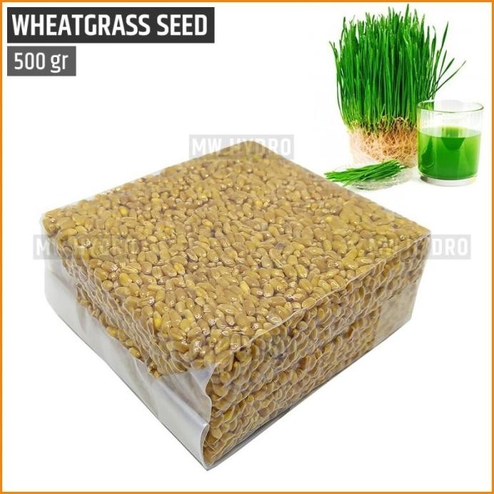 

Terlaris Xz1- Benih Wheat Grass / Wheatgrass Seed / Biji Rumput Gandum - 500 Gram