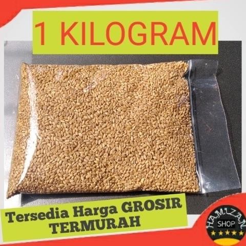 

Terlaris Catgrass Seed Import/Wheatgrass/Benih Rumput Gandum Isi 1 Kilogram
