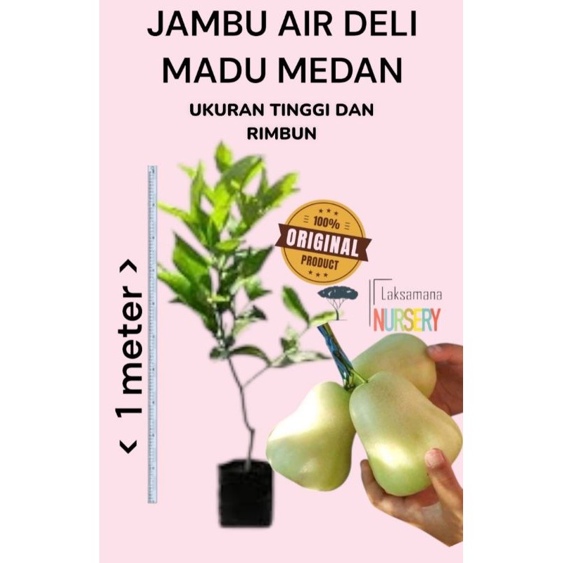 BIBIT JAMBU AIR DELI MADU MEDAN UK 1 METER SPEC RIMBUN FULL MEDIA