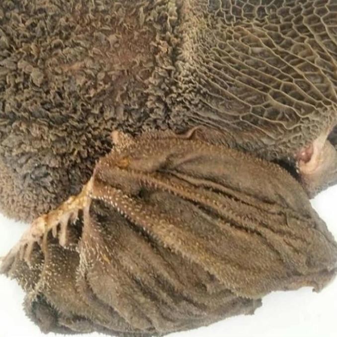 

ready stock Babat sapi