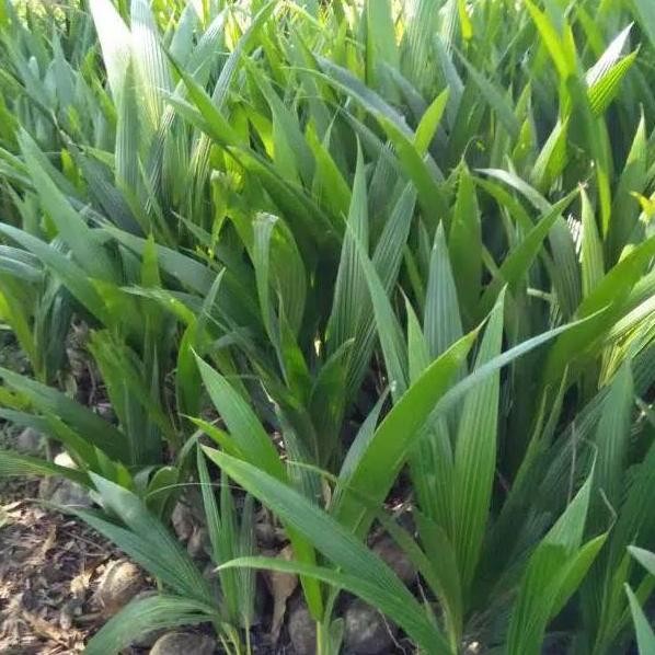 Bibit Kelapa Hibrida // Kelapa Hibrida Hij Super PREMIUM