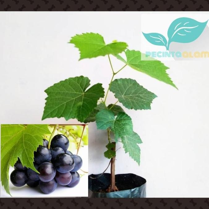 Bibit pohon anggur hitam/Tanaman buah anggur hitam GENJAH
