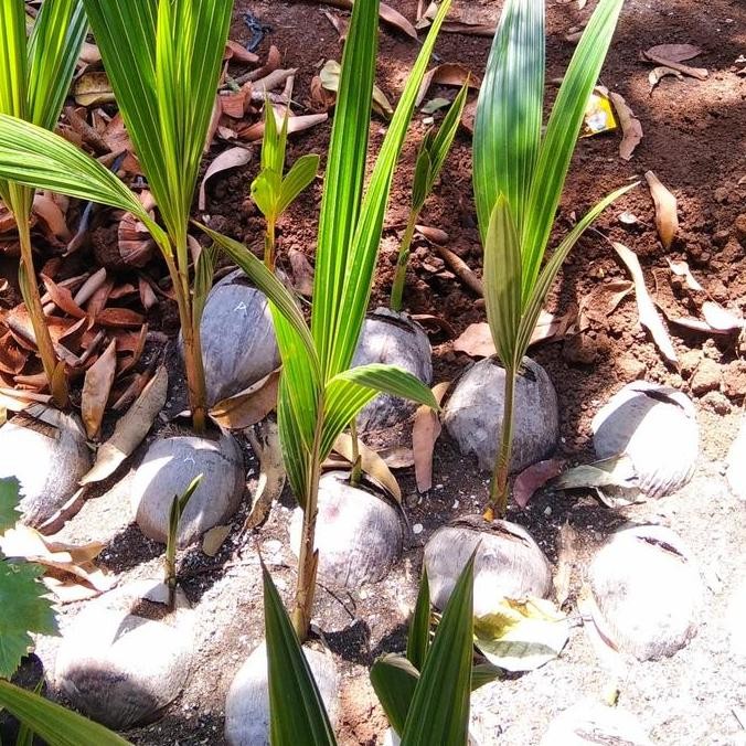 BIBIT KELAPA KOPYOR GENJAH PATI PREMIUM