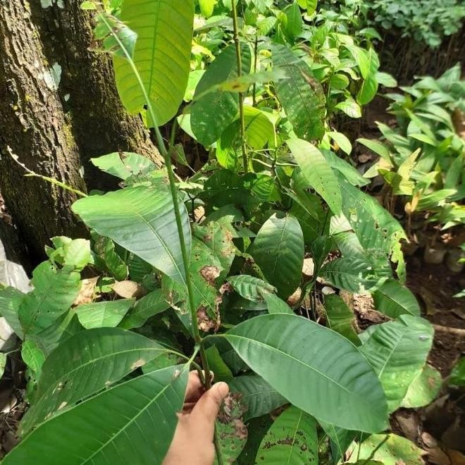 Bibit LANGKA Buah Mangga Kweni - Buah Kuweni -Tanaman Kueni - PREMIUM