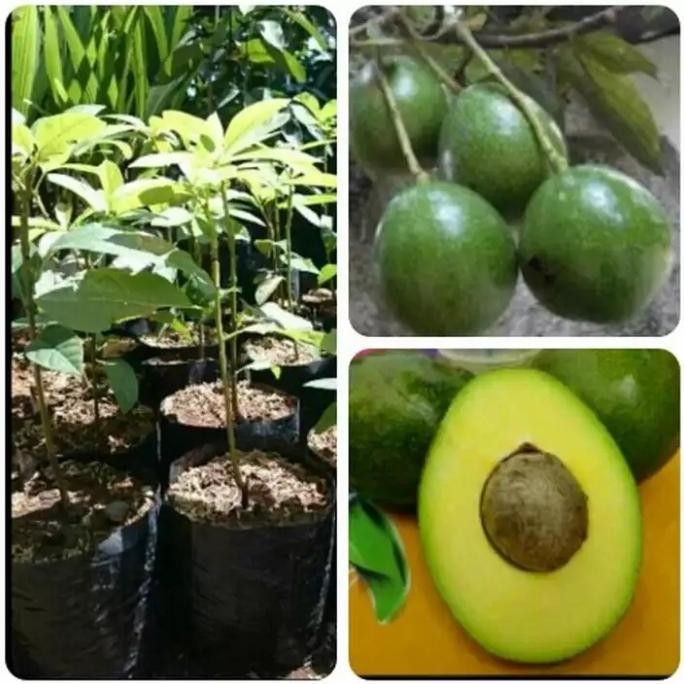 Tanaman Bibit Buah Alpukat Miki original GENJAH