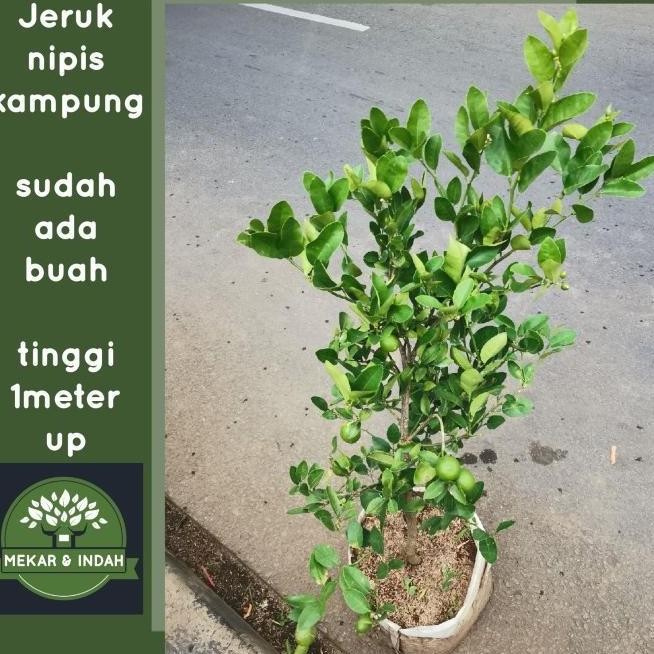

Terlaris Bibit Pohon Jeruk Nipis Berbuah, Tanaman Jeruk Nipis Kampung