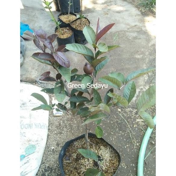 

Terlaris Bibit Pohon Buah Jambu Merah Australia Berbunga Cangkok Super