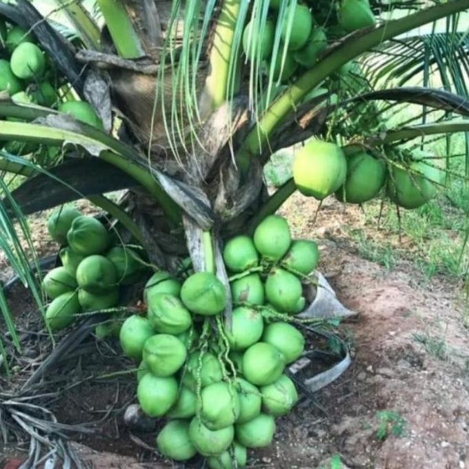 

Terlaris Mrs Bibit / Pohon Kelapa Pandan Wangi ( Valid) Beli 2 Bonus 2 Jeruk Nipis