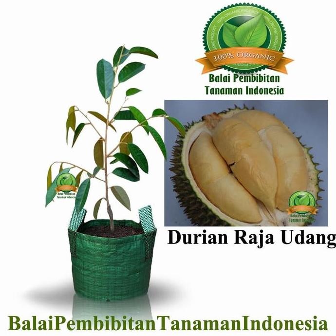 

Terlaris Bibit Durian Raja Udang / Bibit Buah / Tanaman