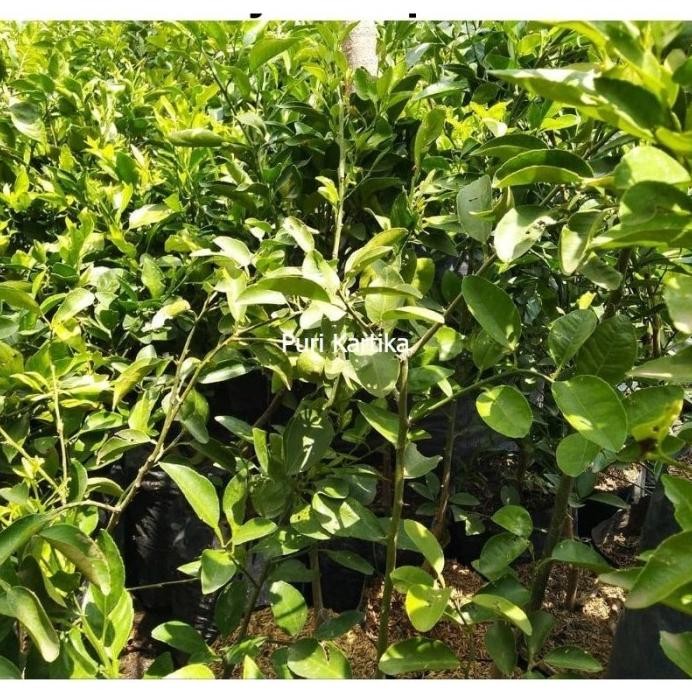 

Terlaris Bibit Pohon Buah Jeruk Nipis Okulasi Cepat Berbuah Premium
