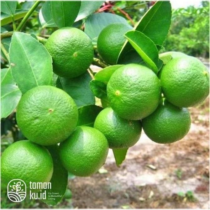 

Terlaris Harga Di Banting Terlaris Bibit Tanaman Jeruk Pecel / Jeruk Nipis