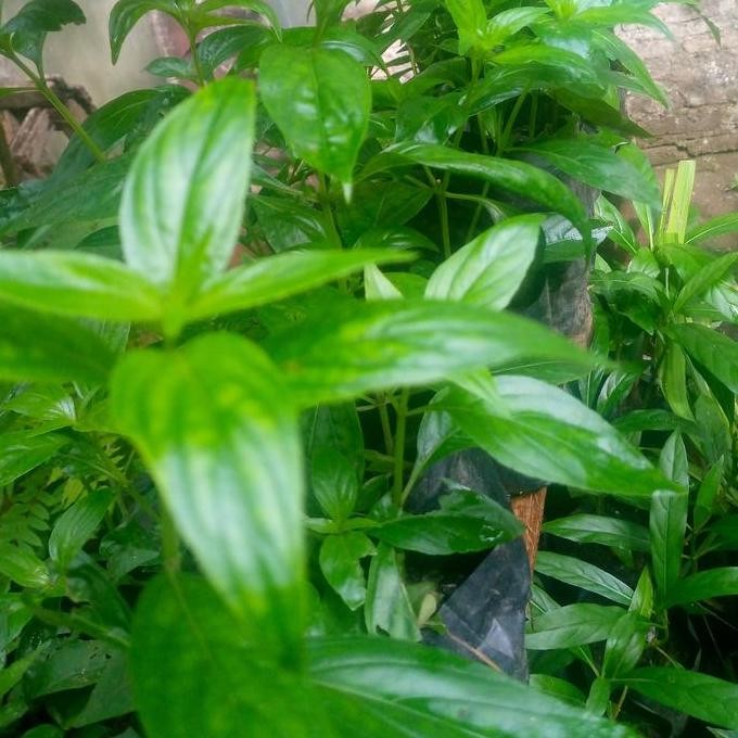 

Terlaris Bibit Tanaman Sambiloto Tanaman Herbal