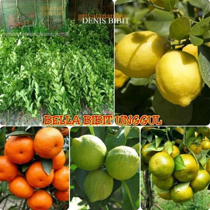 

Terlaris Paket 4 Bibit Buah Jeruk Lemon Amerika -Santang Madu -Keprok Nipis