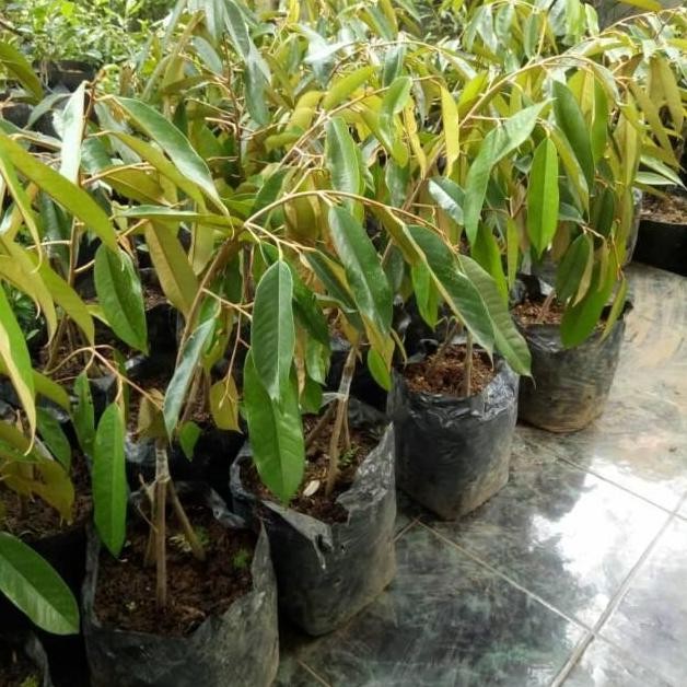 

Terlaris Bibit Durian Montong Kaki 3